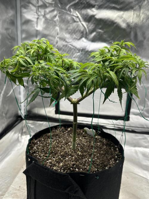 Permanent Marker. Week 11