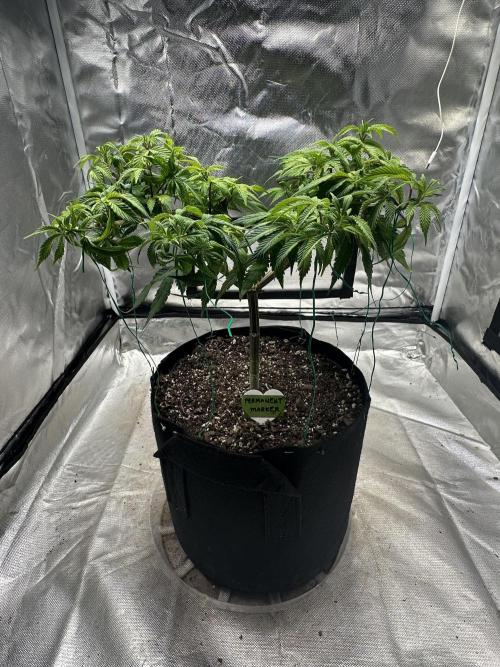 Permanent Marker. Week 11