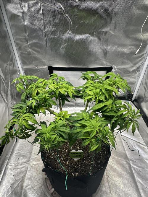 Permanent Marker. Week 11