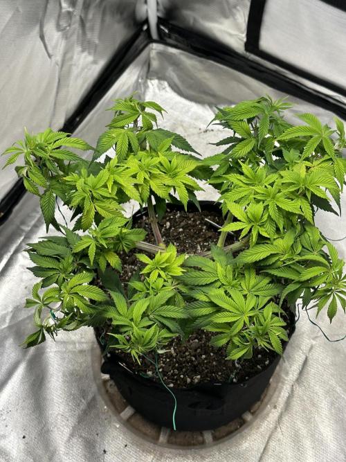 Permanent Marker. Week 11