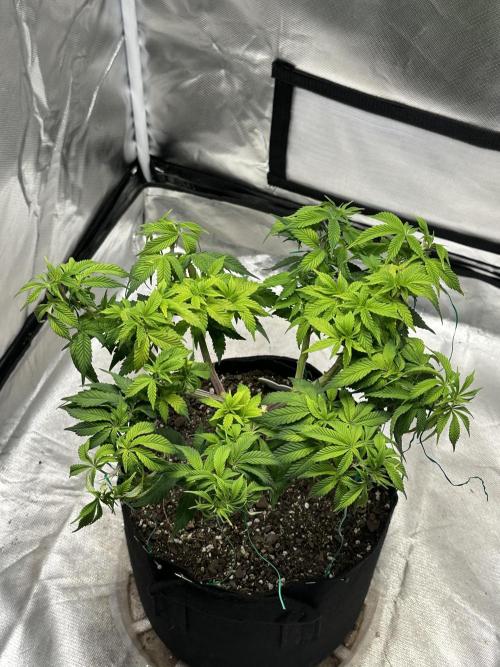 Permanent Marker. Week 11