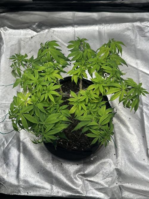 Permanent Marker. Week 12