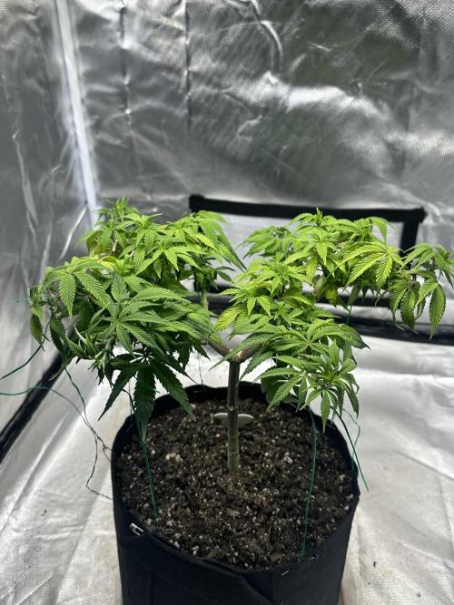 Permanent Marker. Week 12