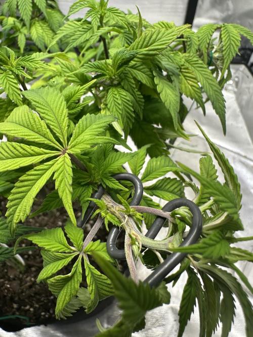 Permanent Marker. Week 12