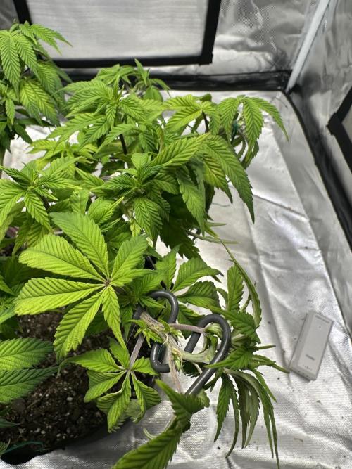 Permanent Marker. Week 12