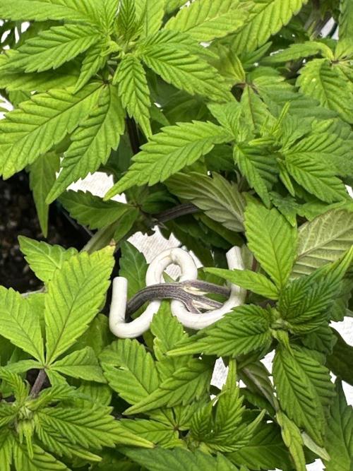 Permanent Marker. Week 12