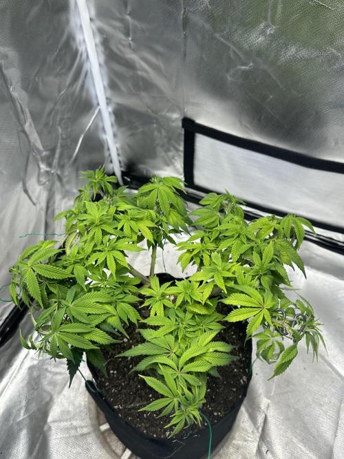 Permanent Marker. Week 12