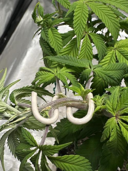 Permanent Marker. Week 12