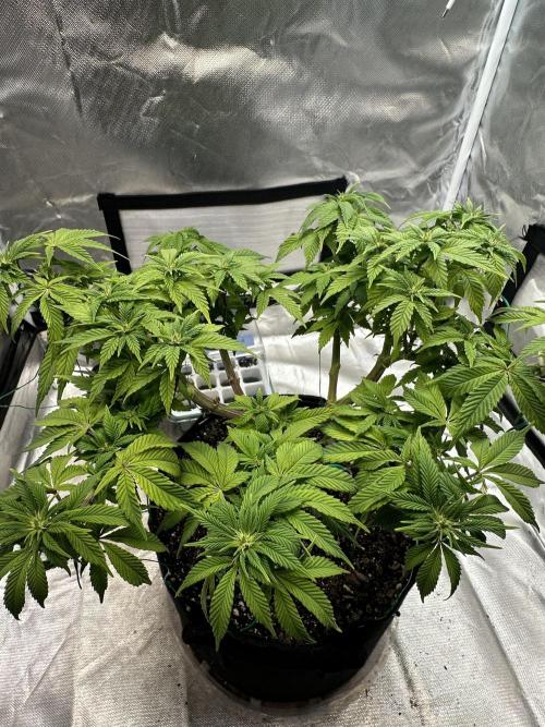 Permanent Marker. Week 13