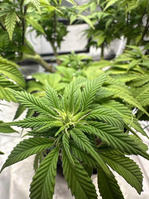 Permanent Marker. Week 13