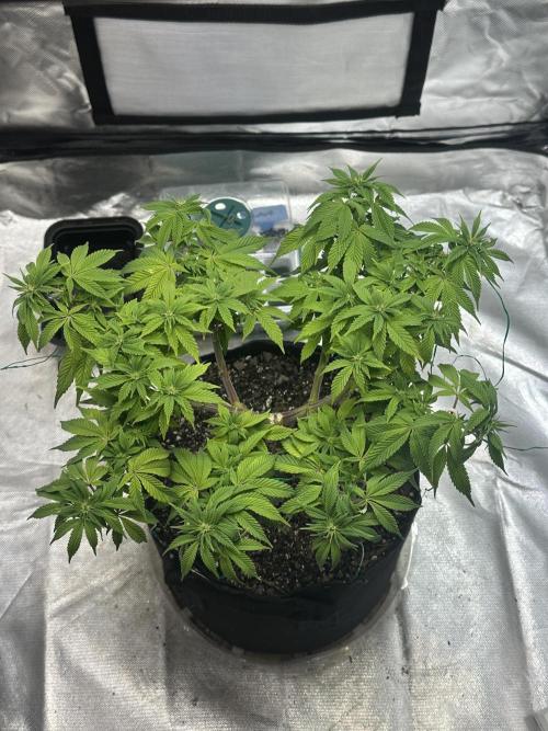 Permanent Marker. Week 13