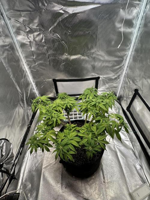 Permanent Marker. Week 13