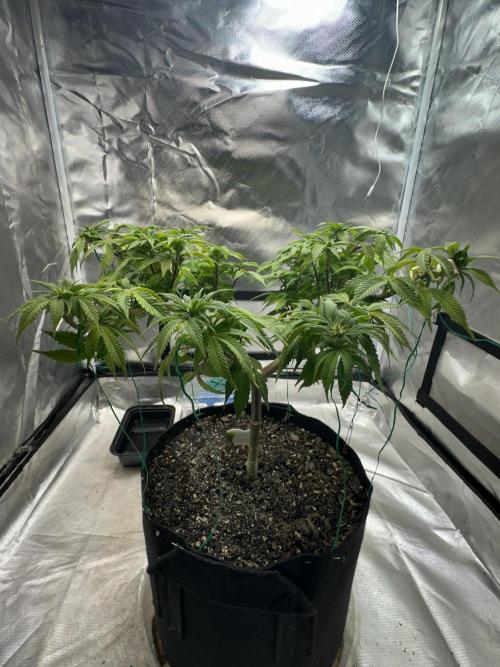 Permanent Marker. Week 13