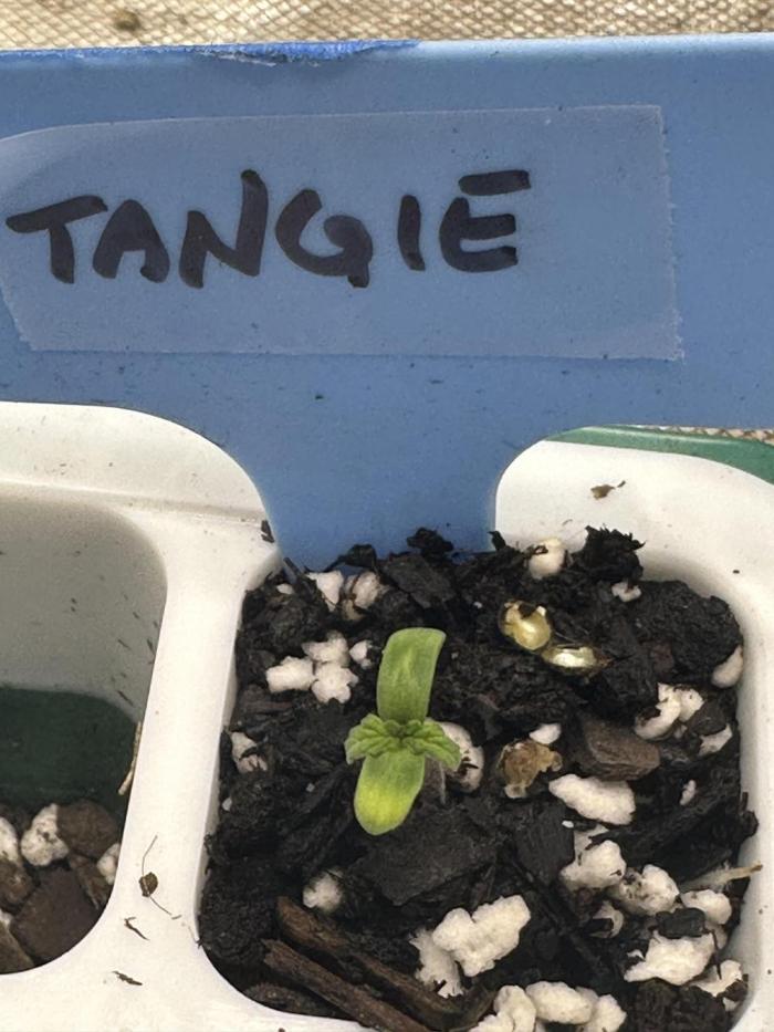 Blimburn Tangie Auto. Week 0