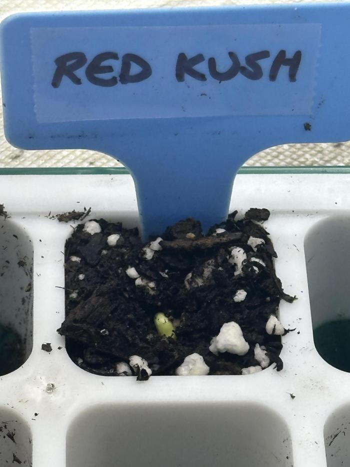 Blimburn Red Kush Auto. Week 0