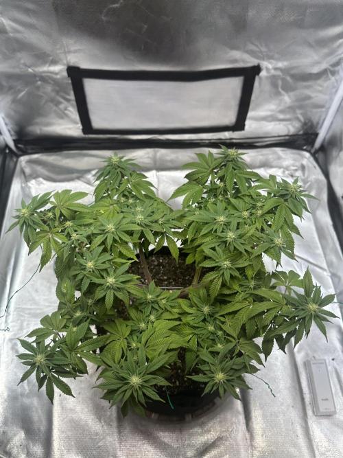 Permanent Marker. Week 14