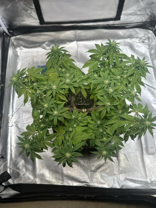 Permanent Marker. Week 14