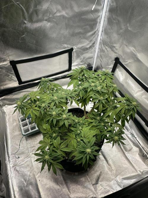 Permanent Marker. Week 14