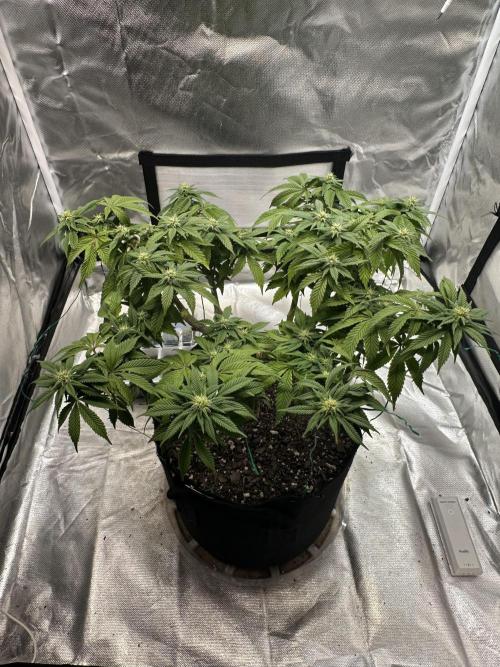 Permanent Marker. Week 14