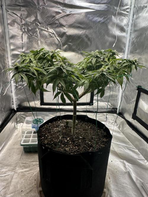 Permanent Marker. Week 14