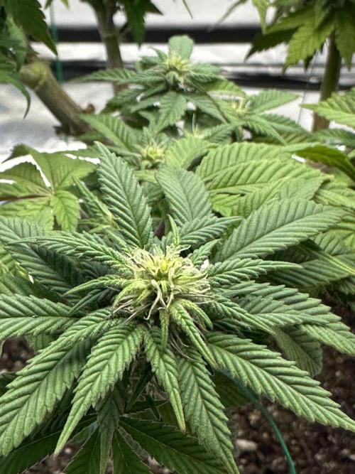 Permanent Marker. Week 14