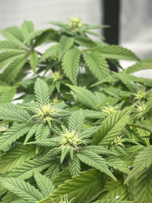 Permanent Marker. Week 14