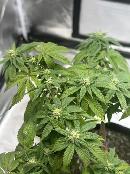 Permanent Marker. Week 14