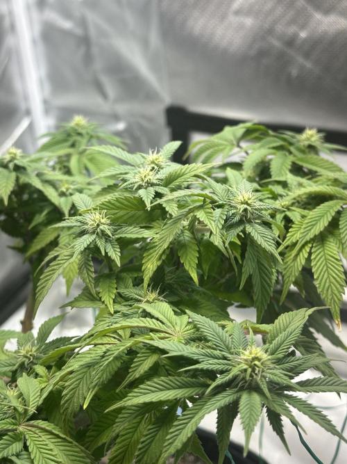 Permanent Marker. Week 14