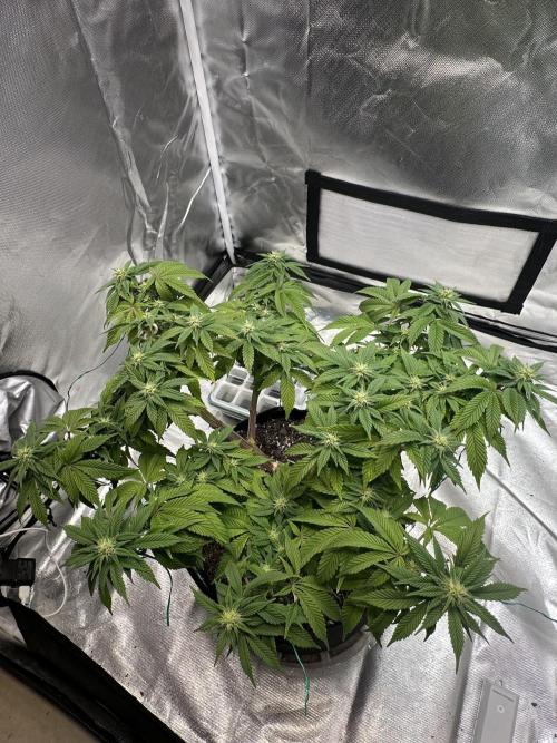 Permanent Marker. Week 14