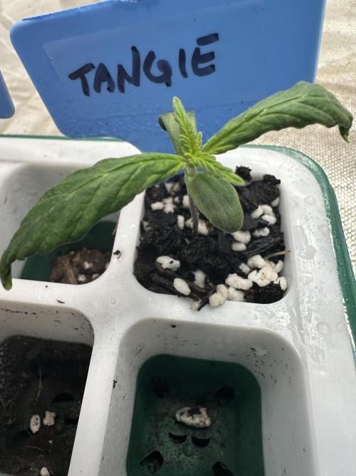 Blimburn Tangie Automatic. Week 1