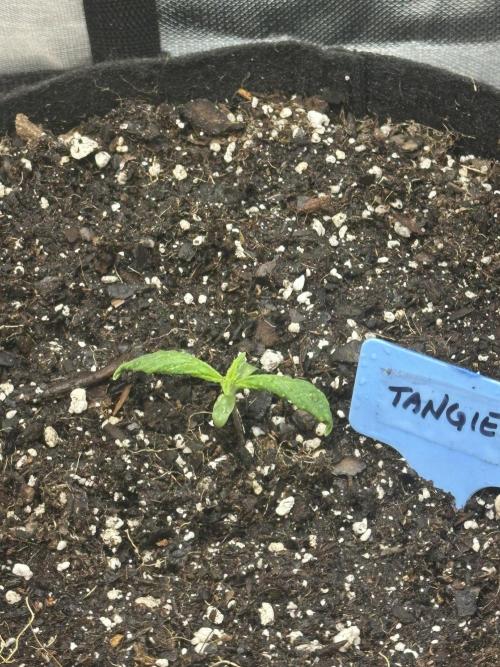 Blimburn Tangie Automatic. Week 1