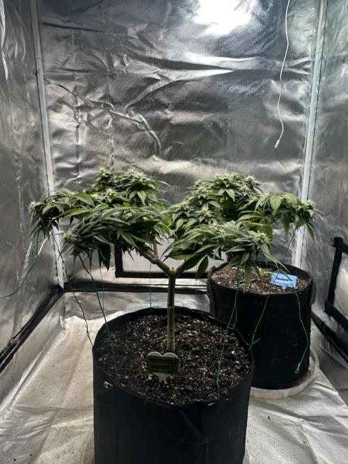 Permanent Marker. Week 15