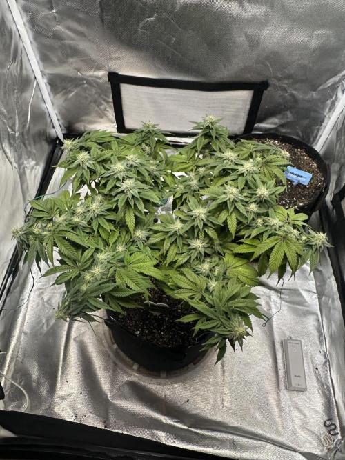 Permanent Marker. Week 15