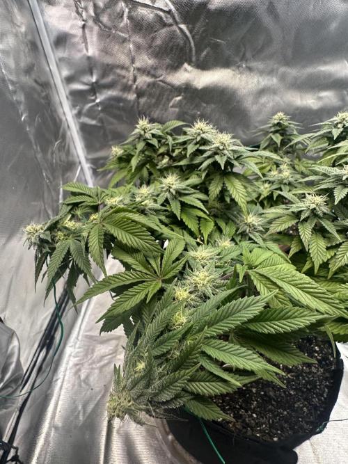 Permanent Marker. Week 15