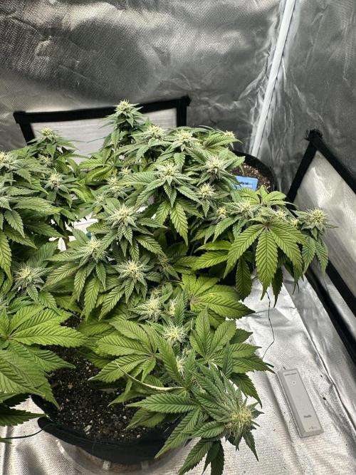 Permanent Marker. Week 15