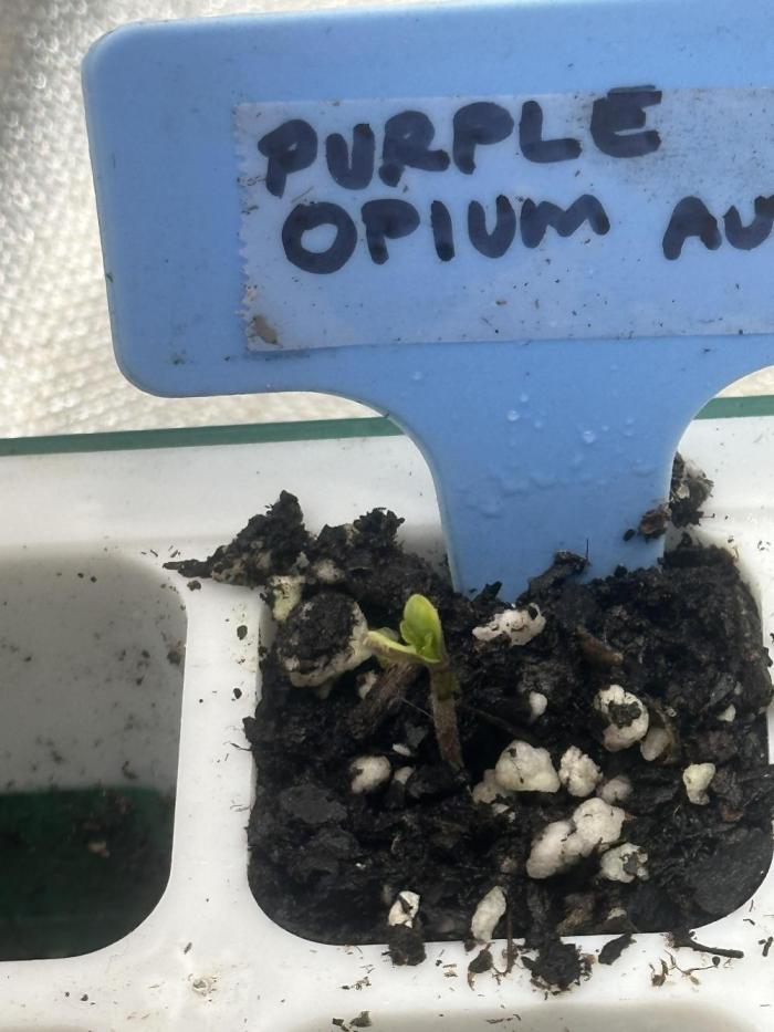 Purple Opium Automatic. Week 0