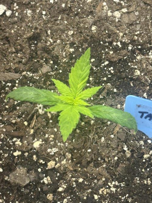 Blimburn Tangie Automatic. Week 2