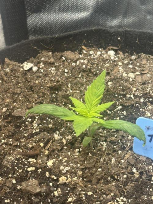 Blimburn Tangie Automatic. Week 2