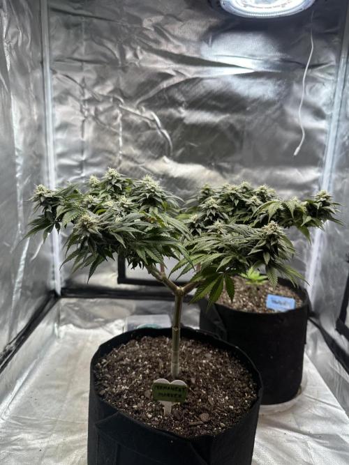 Permanent Marker. Week 16