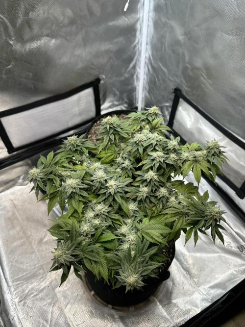 Permanent Marker. Week 16