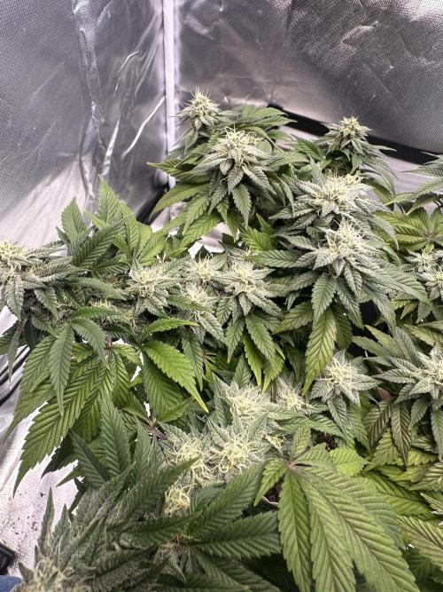 Permanent Marker. Week 16