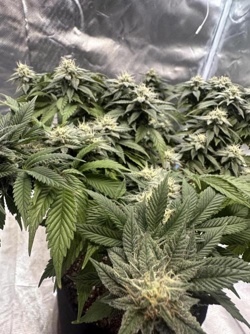 Permanent Marker. Week 16