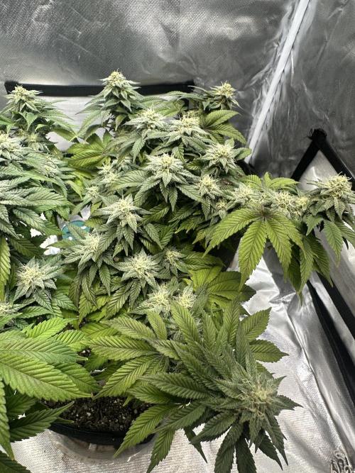 Permanent Marker. Week 16