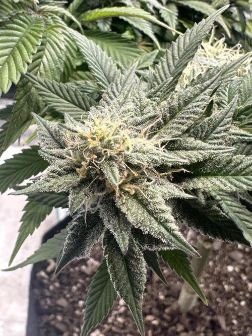 Permanent Marker. Week 16