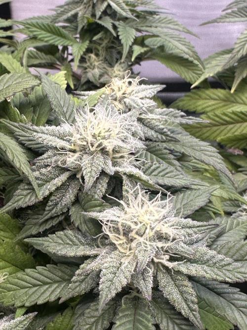 Permanent Marker. Week 16