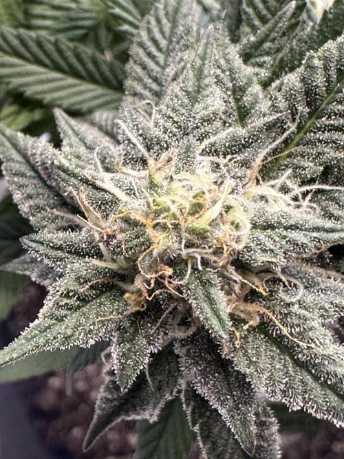 Permanent Marker. Week 16