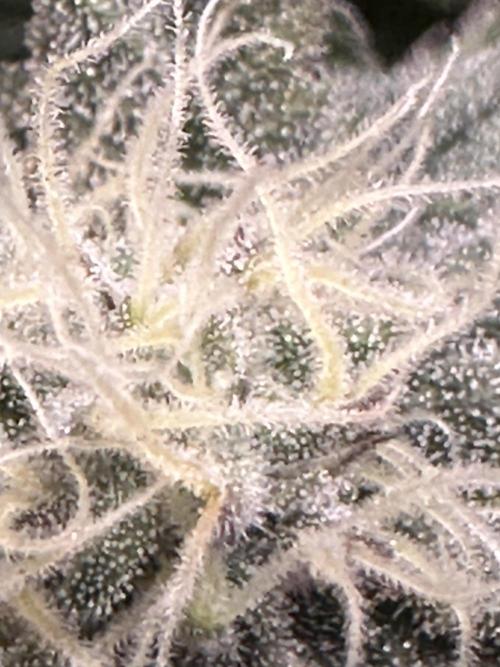 Permanent Marker. Week 16