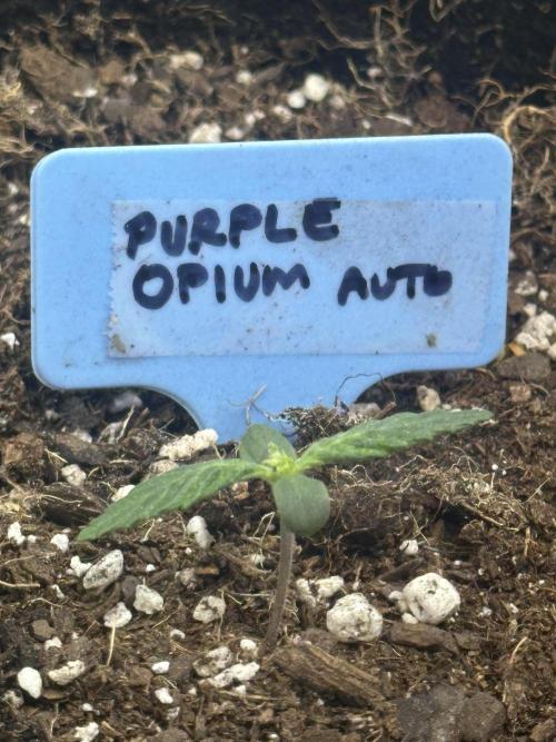 Purple Opium Automatic. Week 1