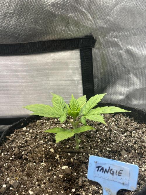 Blimburn Tangie Automatic. Week 3