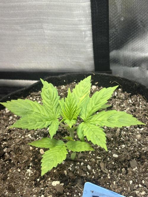 Blimburn Tangie Automatic. Week 3